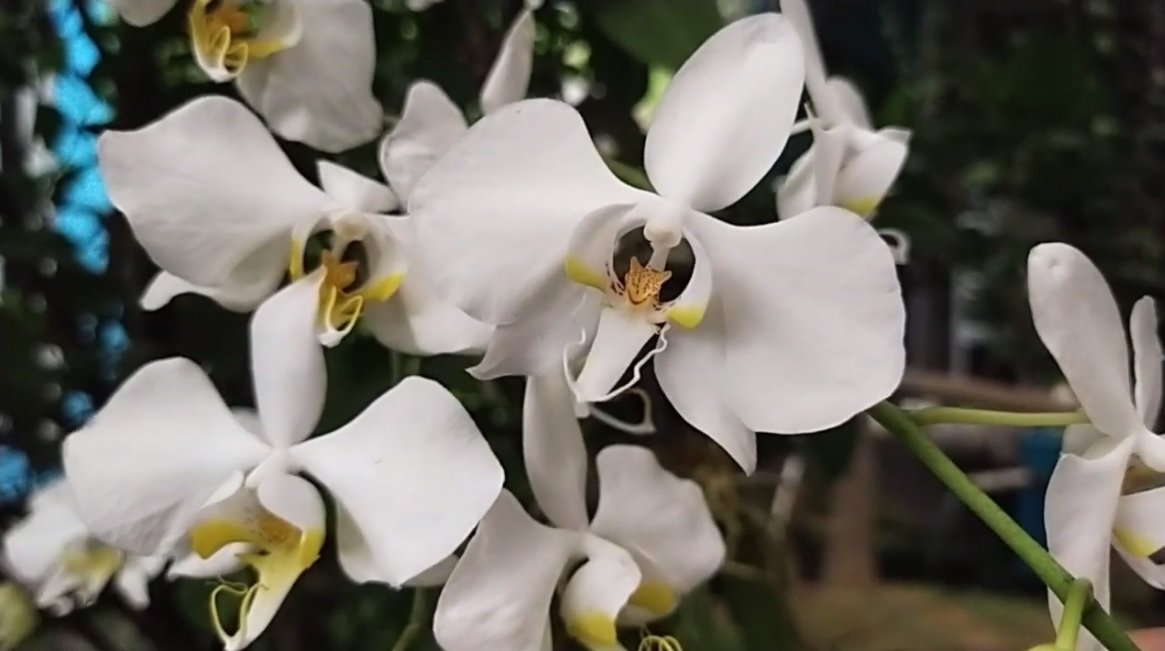 Berharap Phalaenopsis Amabilis Memicu Wisatawan Datang Ke Tala Teras