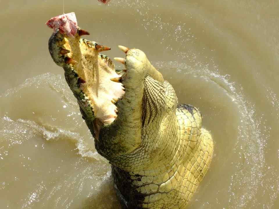 crocodile 1214750 1280