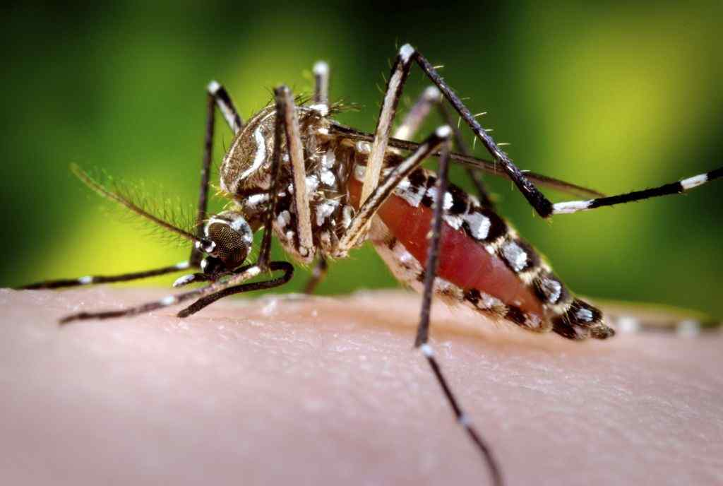 Aedes aegypti mosquito James Gathany