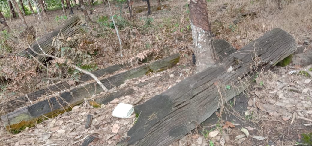 Ratusan Kayu Ulin Terkubur di Tanah Balangan? 2 WhatsApp Image 2021 01 12 at 14.58.44