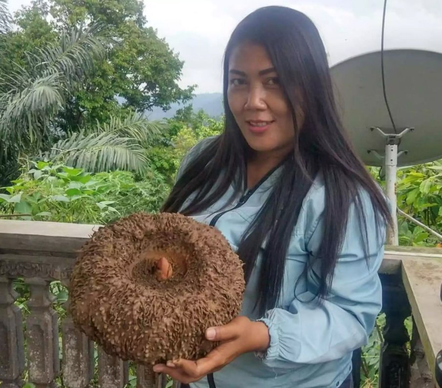 Dulu Liar Dan di Jauhi, Kini Pemiliknya Jadi Kaya Raya 2 porangteras7