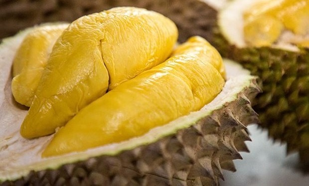 durian teras7