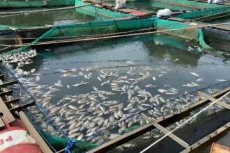 Ikan mati serentak pada keramba yang ada di Mali-Mali, Kabupaten Banjar. Selasa (06/06/2023).(Foto : Heru)