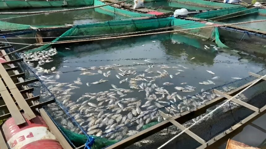 Ikan mati serentak pada keramba yang ada di Mali-Mali, Kabupaten Banjar. Selasa (06/06/2023).(Foto : Heru)