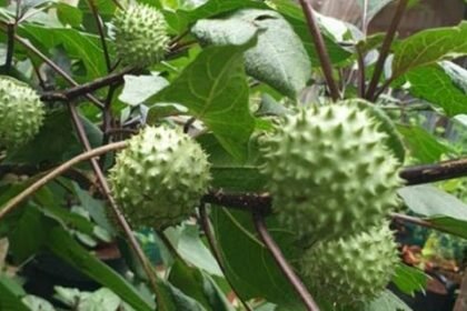 7 manfaat buah kecubung untuk kesehatan serta efek buruk mengonsumsinya 220208a