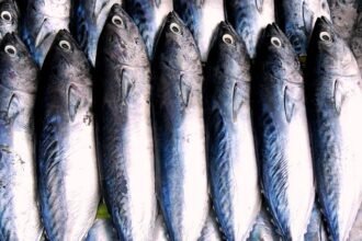 fish 210958 640