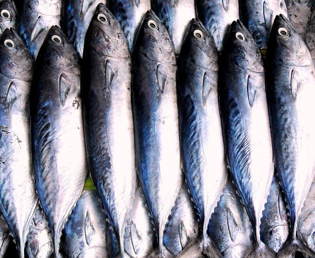 fish 210958 640