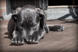 dog 423398 1280
